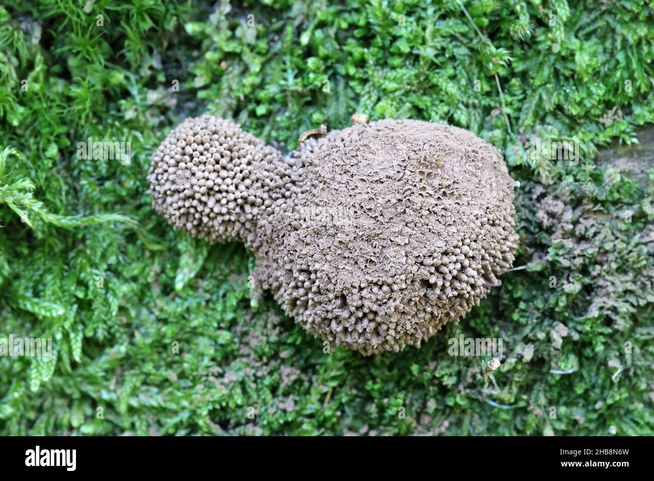 Tubifera ferruginosa, nota come muffa di lime lampone Foto Stock