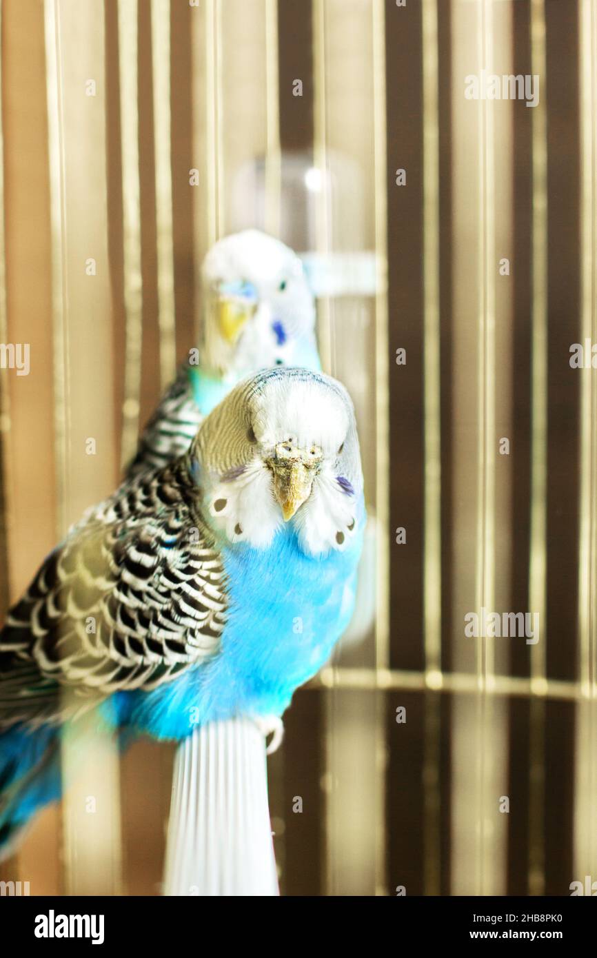 Perché scegliere un pappagallo come animale domestico – Martin Quails