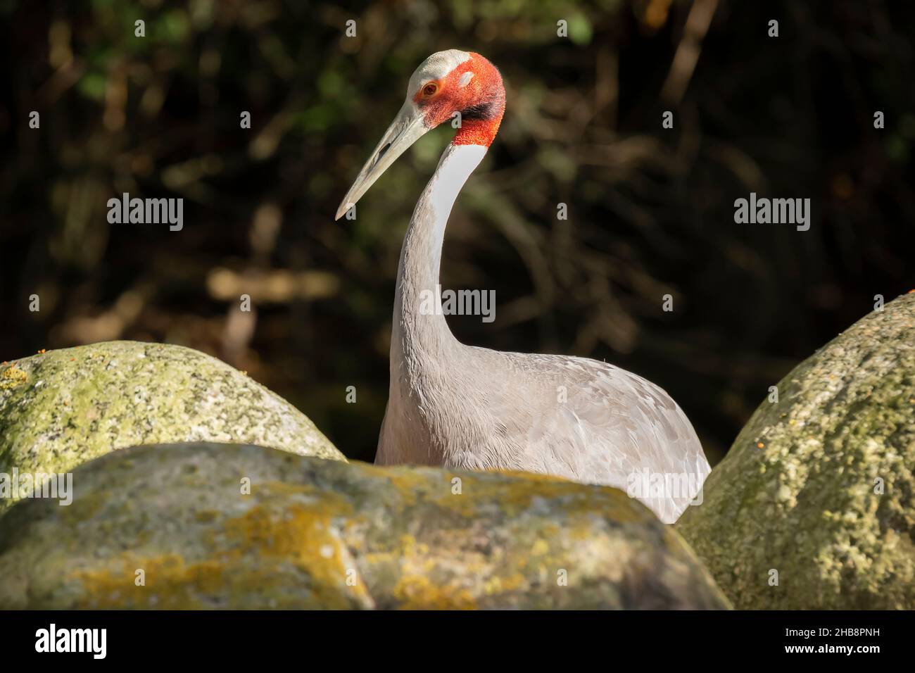 Primo piano di una gru a corona rossa Grus japonensis alias gru manchuriana o uccello gru giapponese foraging in acqua e un prato in erba in giorno di sole. Foto Stock