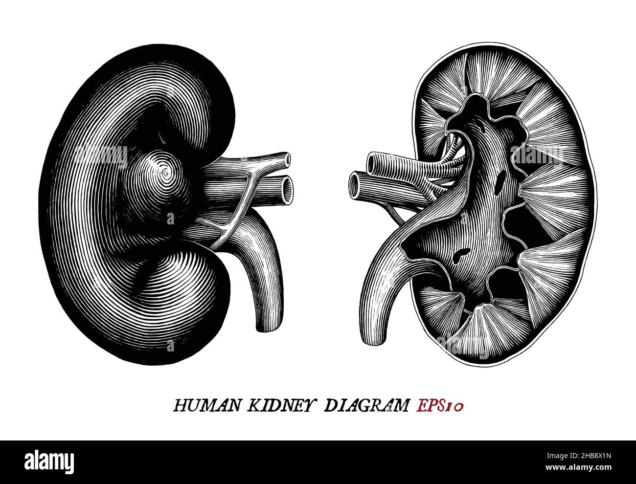 Diagramma del rene umano disegno a mano vintage incisione stile nero e bianco clipart isolato su sfondo bianco Illustrazione Vettoriale