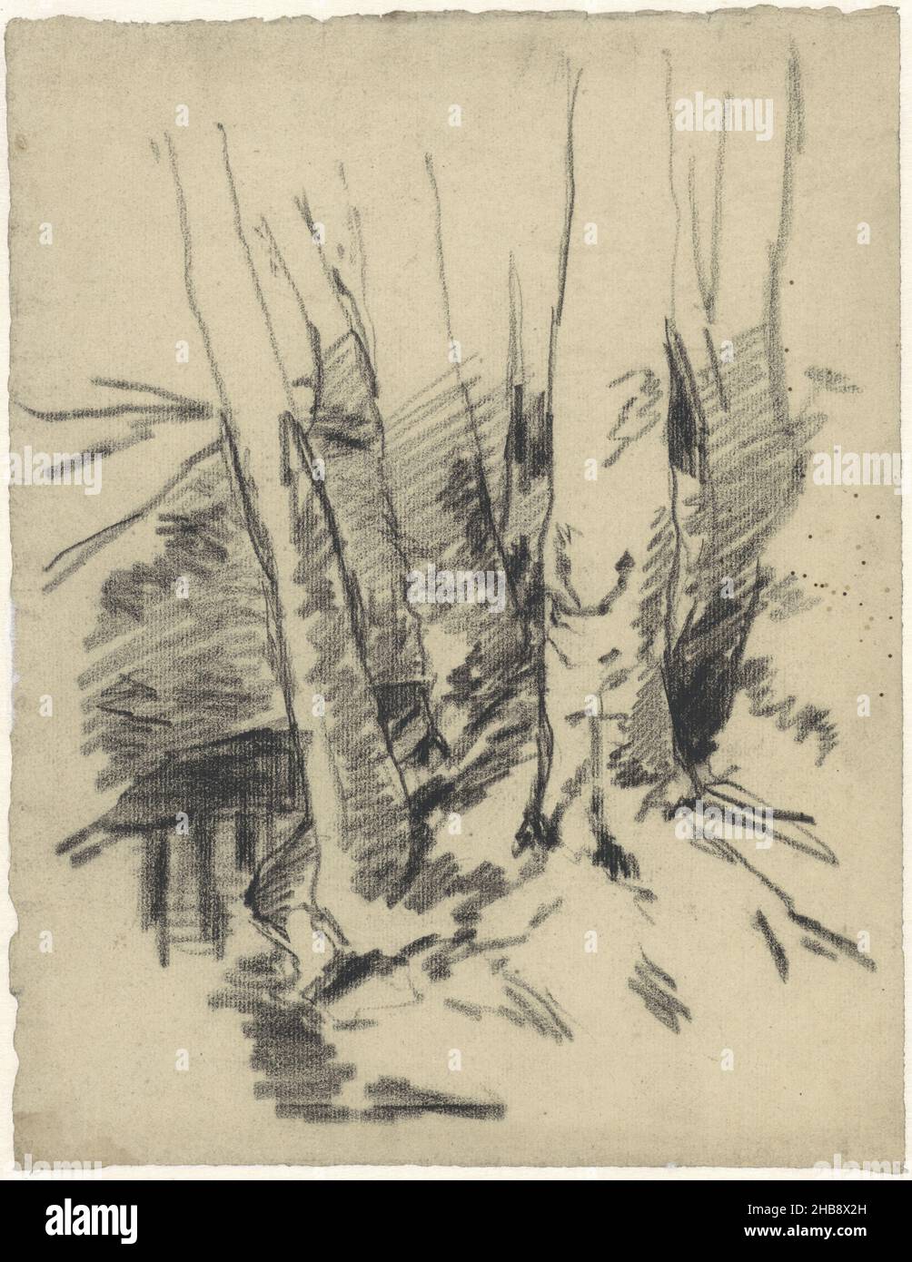 Studio di quattro tronchi d'albero, disegnatore: Egbert Rubertus Derk Schaap, 1872 - 1939, carta, gesso, altezza 310 mm x larghezza 239 mm Foto Stock