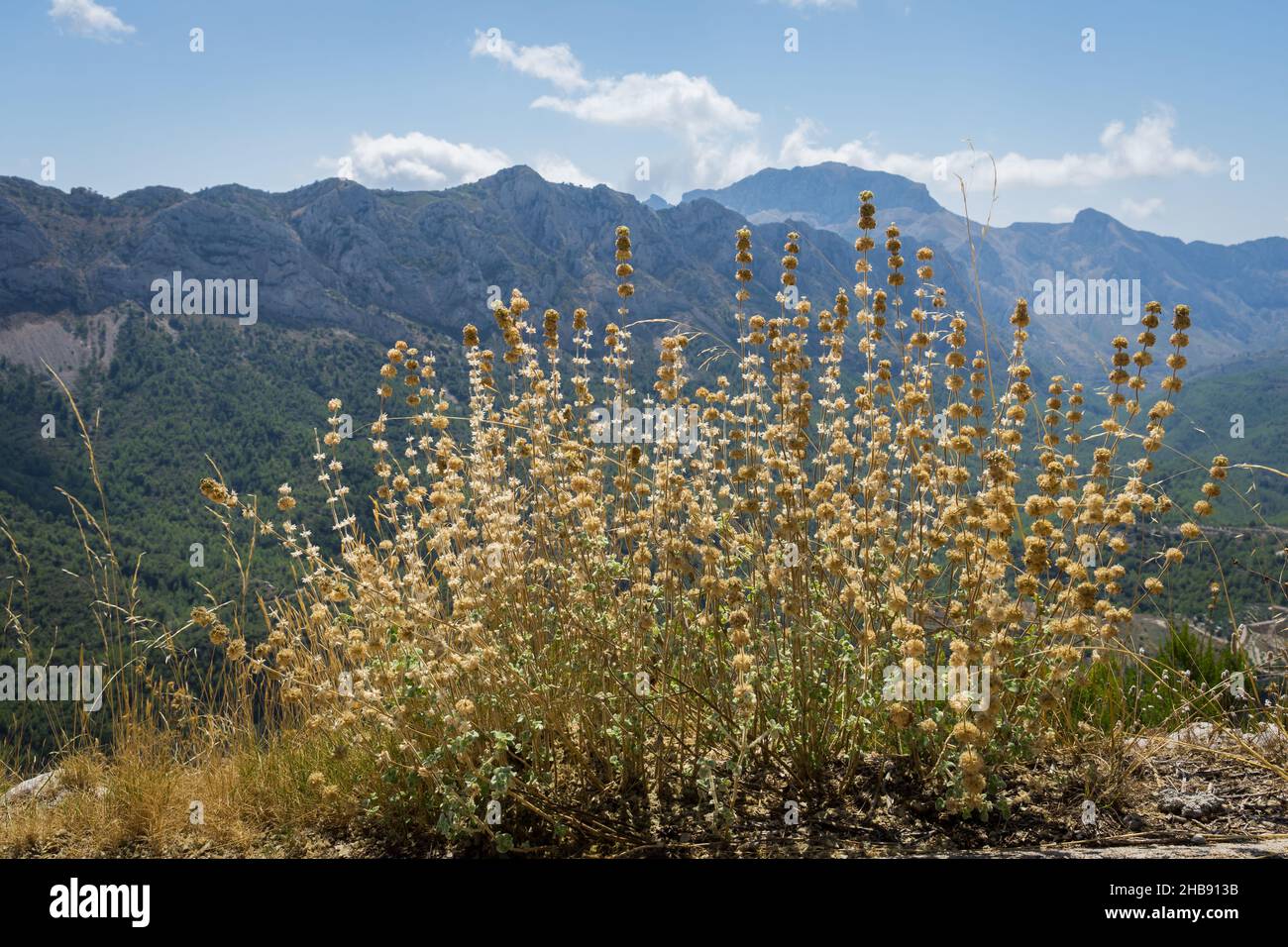 pianta asciutta d'oro e paesaggio di montagna blu in Spagna Foto Stock