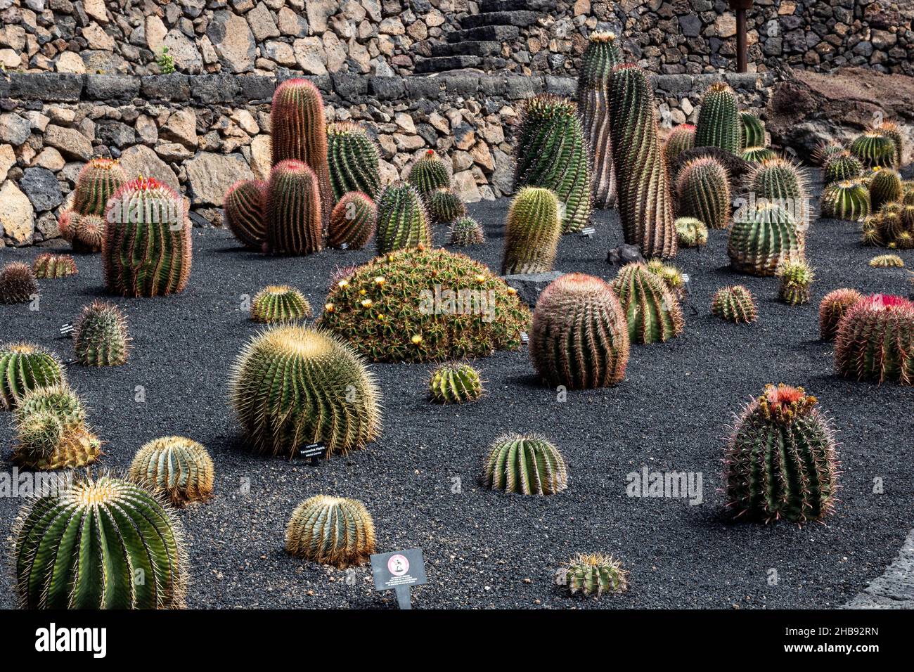 Fotografia di piante nel giardino dei cactus a Lanzarote, Spagna. Foto Stock