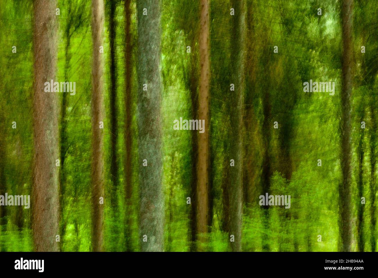 alberi astratti e sfocati in verde fresco in una foresta in primavera Foto Stock
