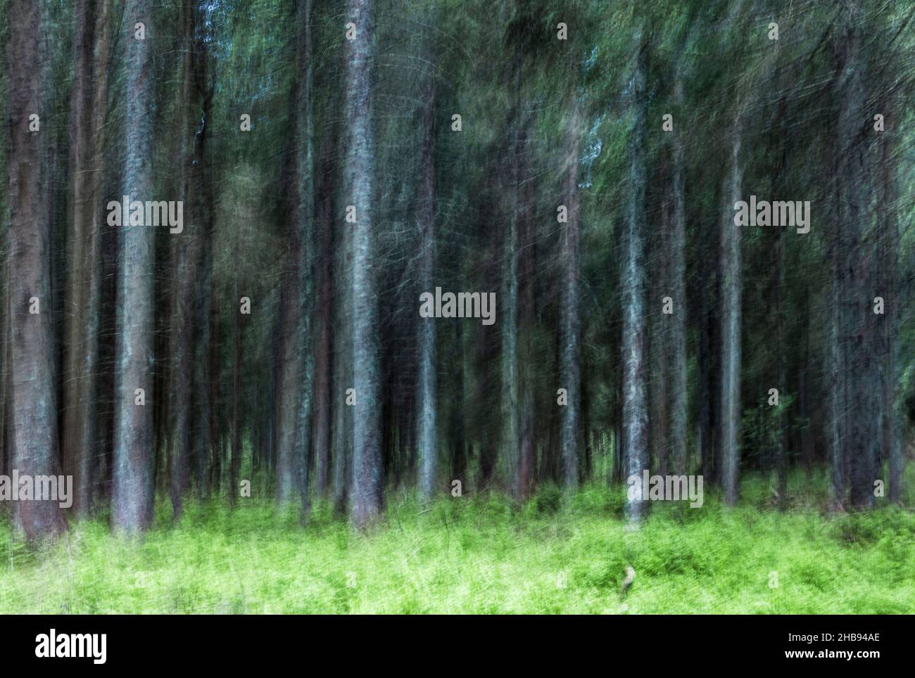 alberi astratti e sfocati in una foresta in primavera Foto Stock