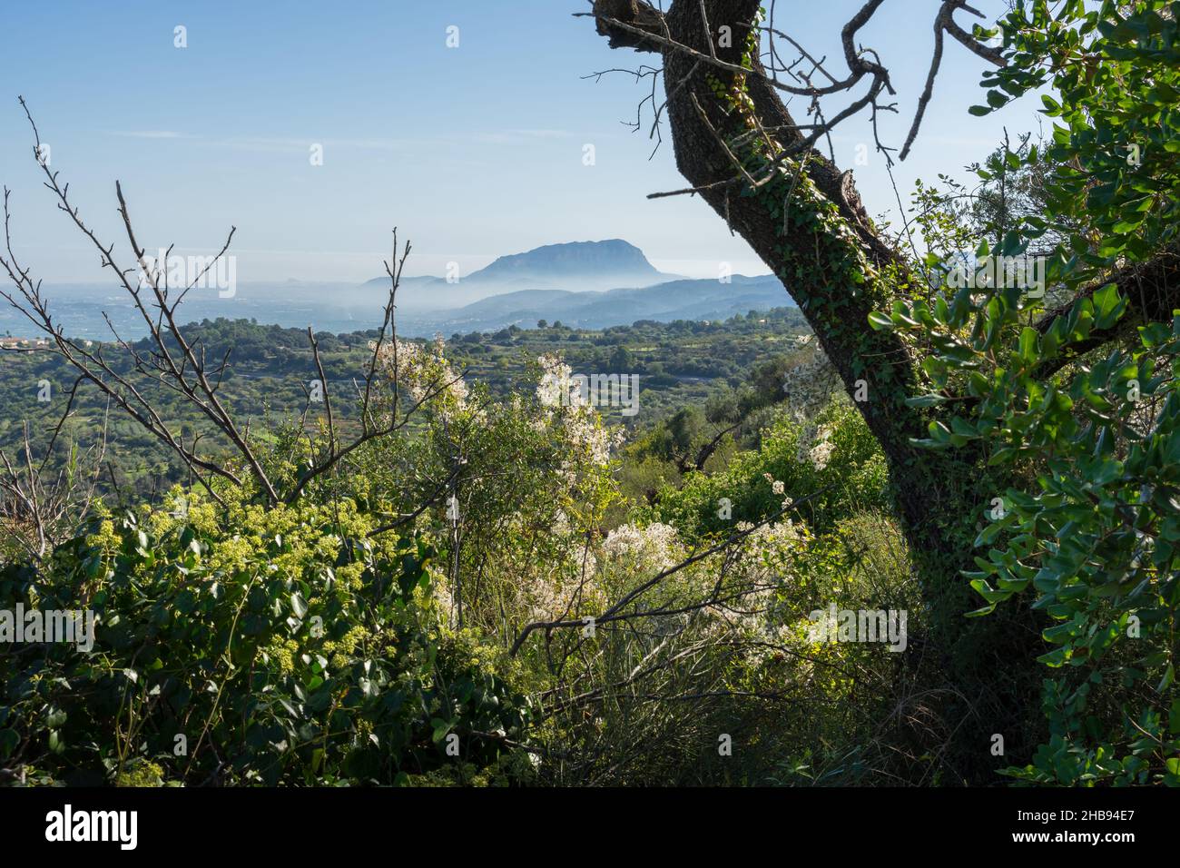 tronco di albero e bella vista sul paesaggio montano mediterraneo mattina misty Foto Stock