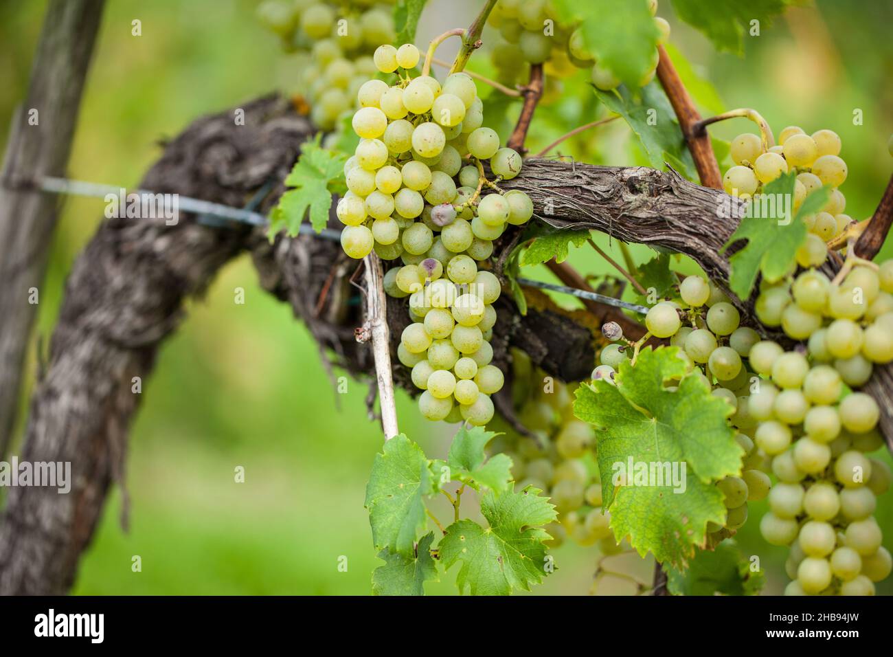 Uva verde sul ceppo di vite Foto Stock