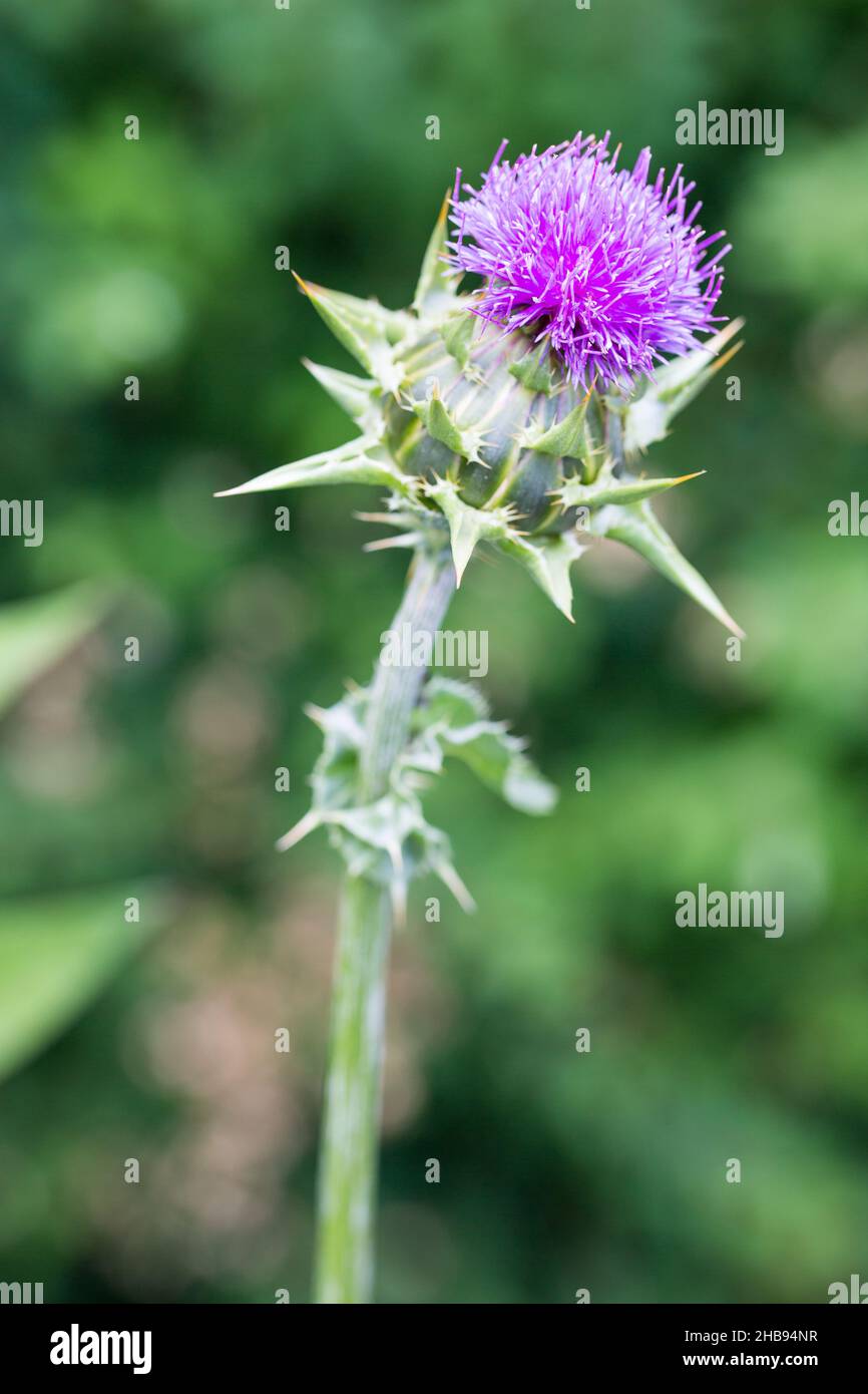 Silybum marianum, cardus marianus, cardo marianus, cardo di latte, milkthistle benedetto, cardo mariano, Esterno, ambiente naturale, cardo di Maria, cardo di Santa Maria Foto Stock