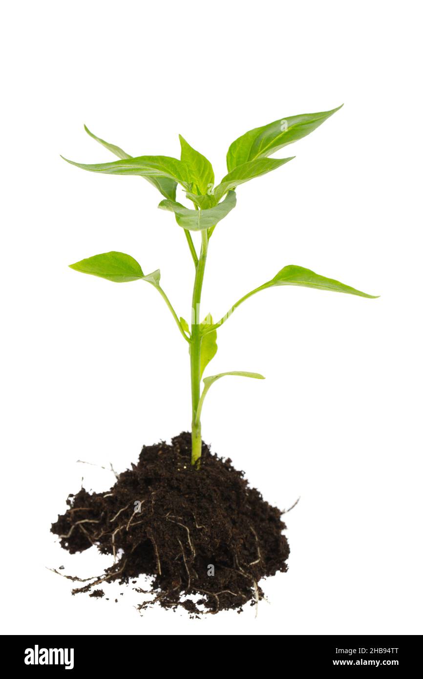Terra, pianta, verde, bianco, sfondo, radici, seminando, germe, piantare, foglia, piccolo, piccolo, vivo, piante, seme, semi, germoglio, crescere, bianco, piantare, l Foto Stock