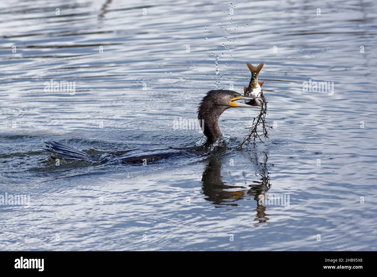 Uccello cormorano in acqua con un grande pesce nel suo becco Foto Stock