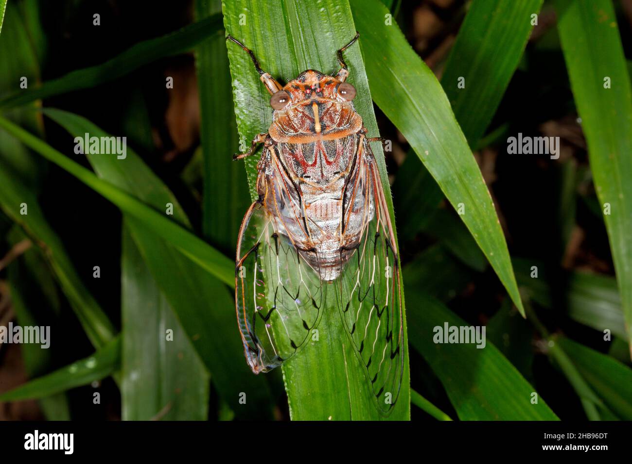 Rasoio Grinder Cicada, Henicopsaltria eydouxii. Coffs Harbour, New South Wales, Australia Foto Stock