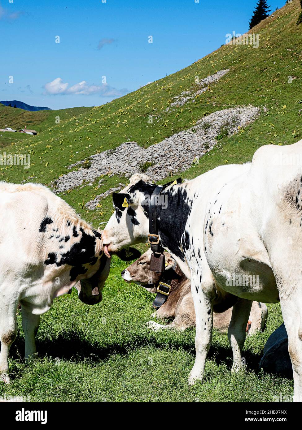 Baciare le mucche sul campo di montagna svizzero nel soleggiato pomeriggio estivo, Engelberg, Svizzera Foto Stock