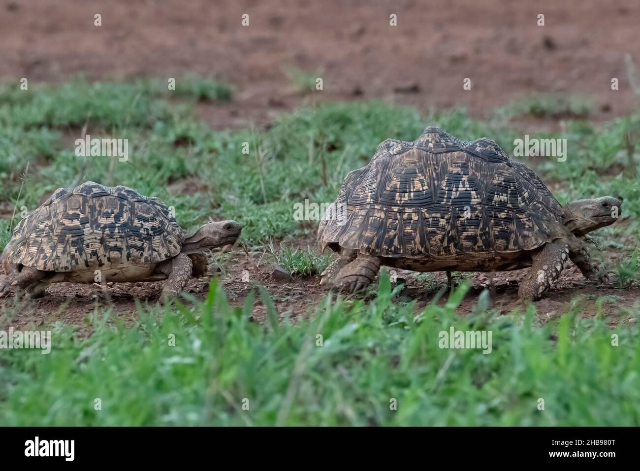 Seguire il mio leader Foto Stock