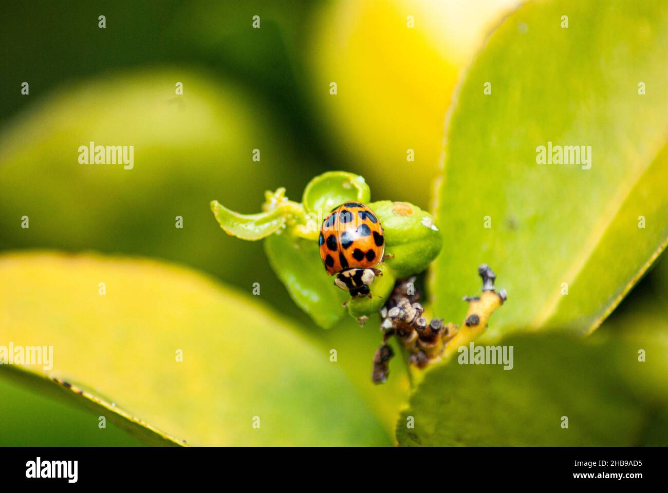 La vita dei bug Foto Stock