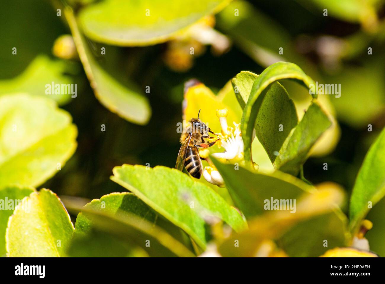 La vita dei bug Foto Stock
