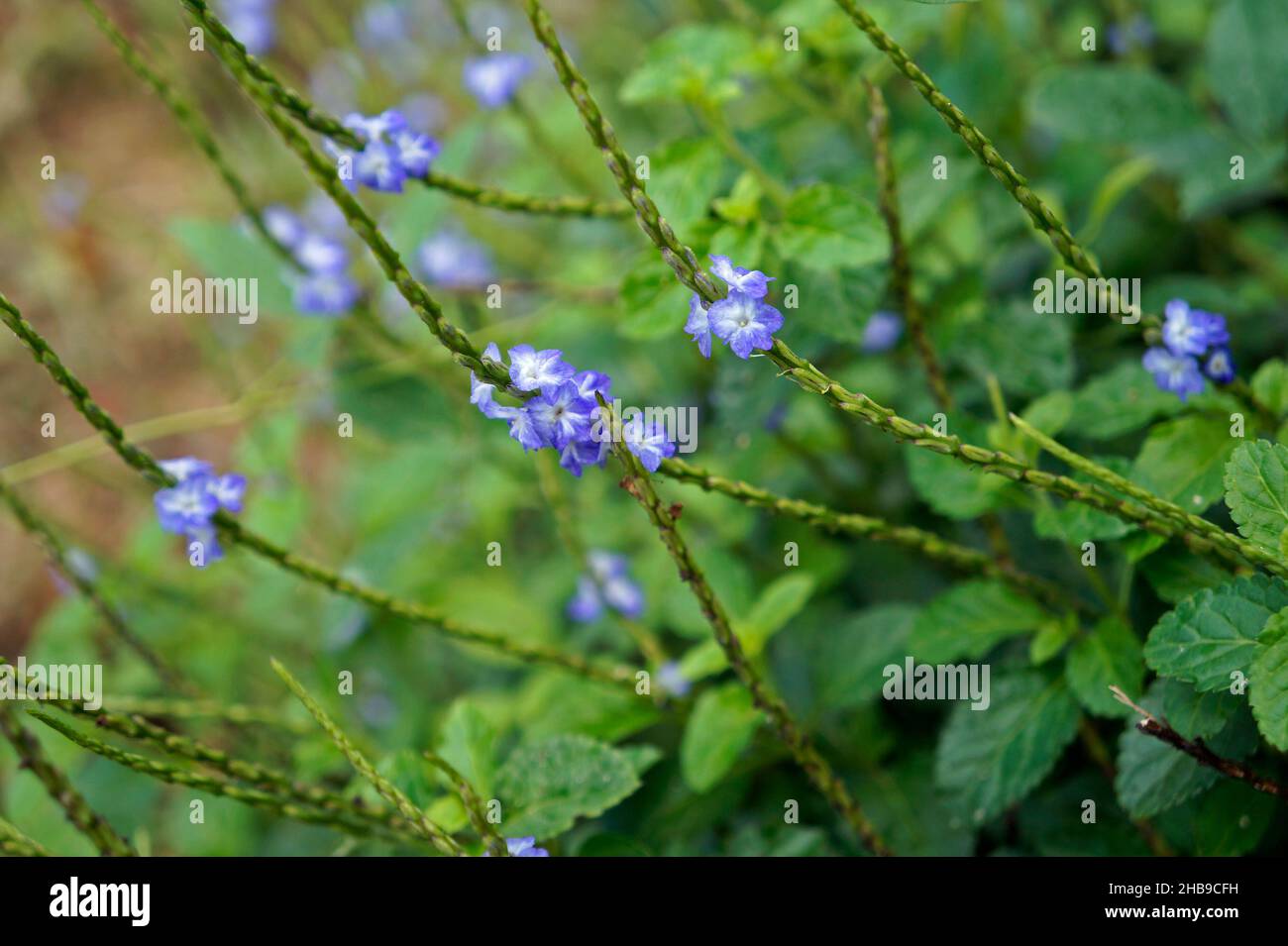 Fiori di alghe blu (Stachytarpheta cayennensis) Foto Stock