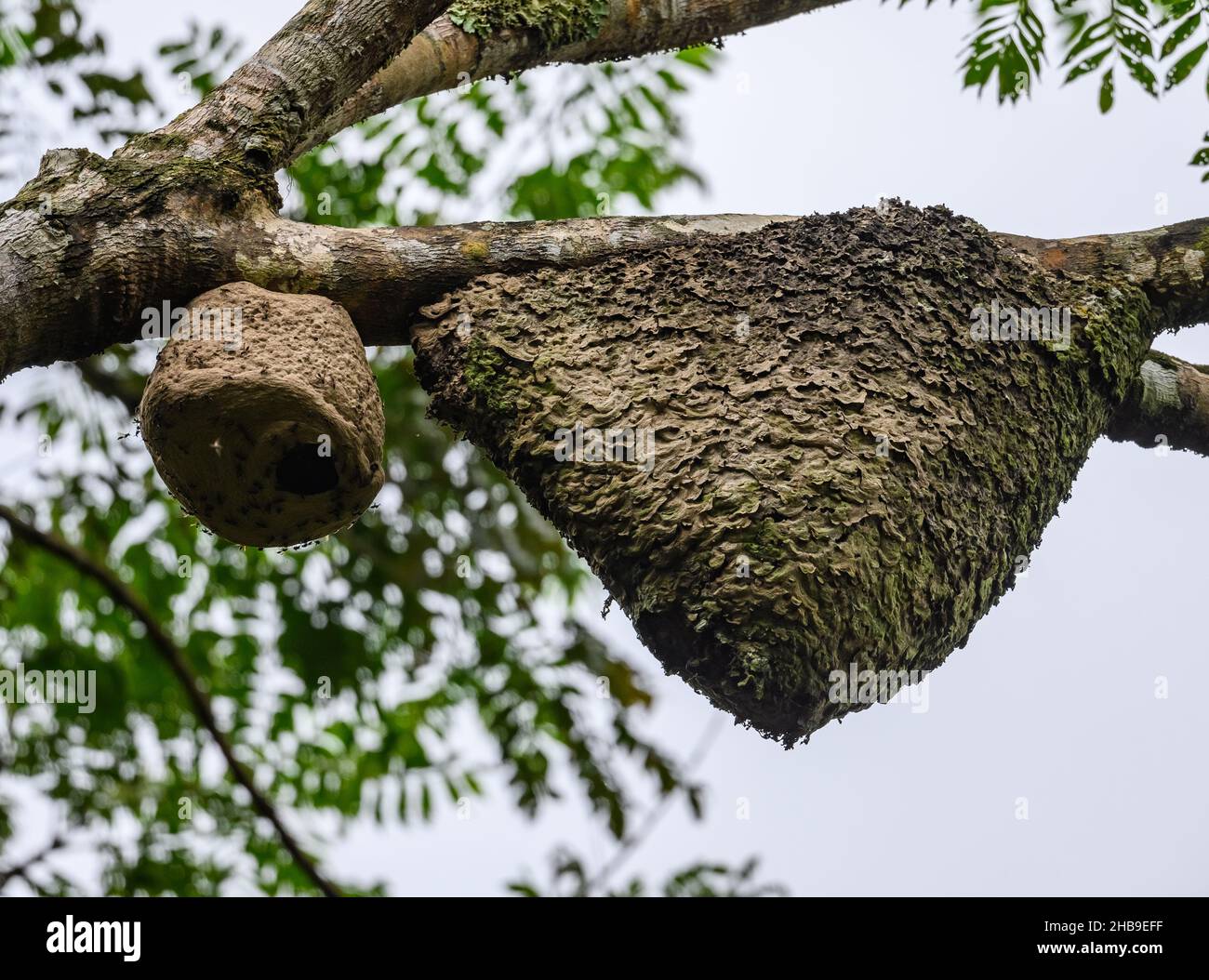 Un nido di termite e un nido di vespa appeso su un ramo. Podocarpus National Park, Ecuador, Sud America. Foto Stock