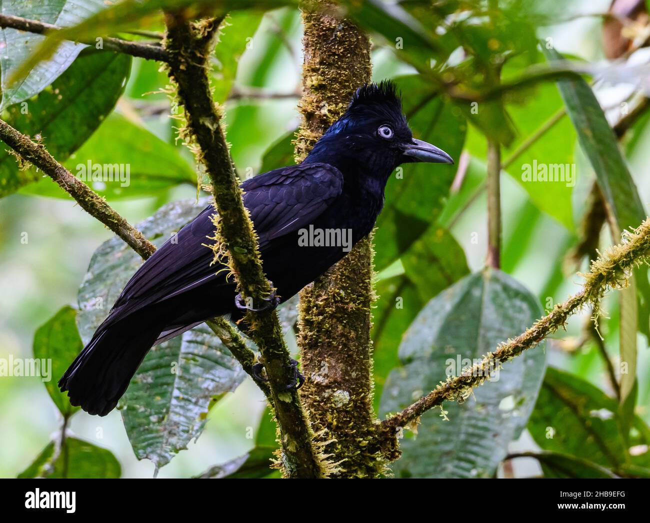 Un Umbrellabird amazzonico (Cephalopterus ornatus) arroccato su un ramo. Podocarpus National Park, Ecuador, Sud America. Foto Stock