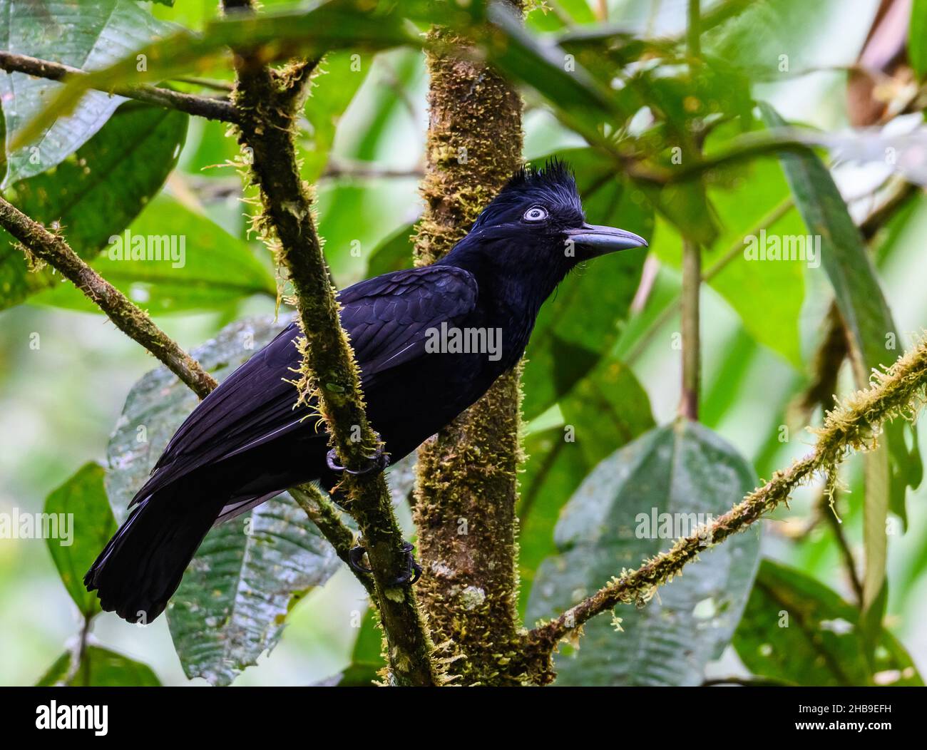 Un Umbrellabird amazzonico (Cephalopterus ornatus) arroccato su un ramo. Podocarpus National Park, Ecuador, Sud America. Foto Stock