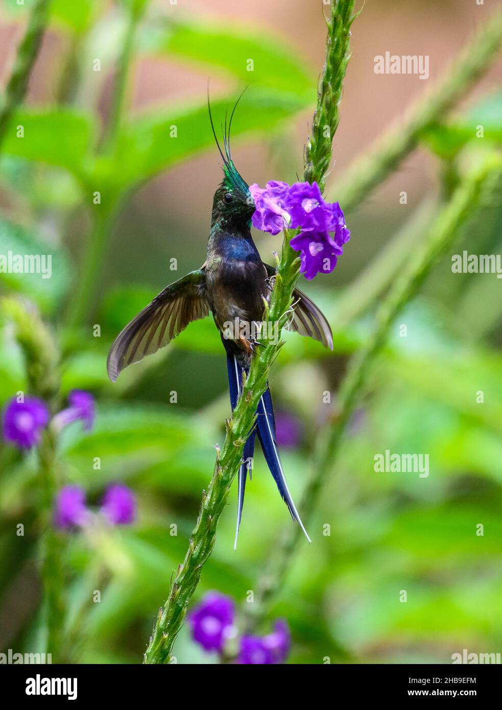 Un maschio filo-crested Thorntail (Discosura popelairii) hummingbird che si nutrono di fiori. Ecuador, Sud America. Foto Stock