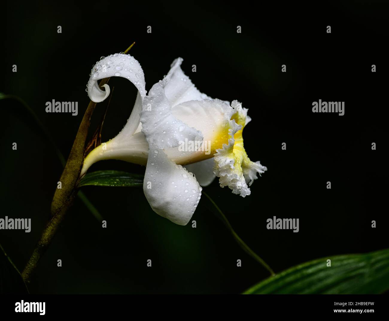 Un fiore bianco di orchidea Sobralia virginalis in piena fioritura. Ecuador, Sud America. Foto Stock