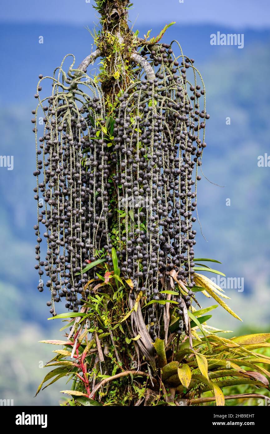 Frutta appesa su una palma. Ecuador, Sud America. Foto Stock