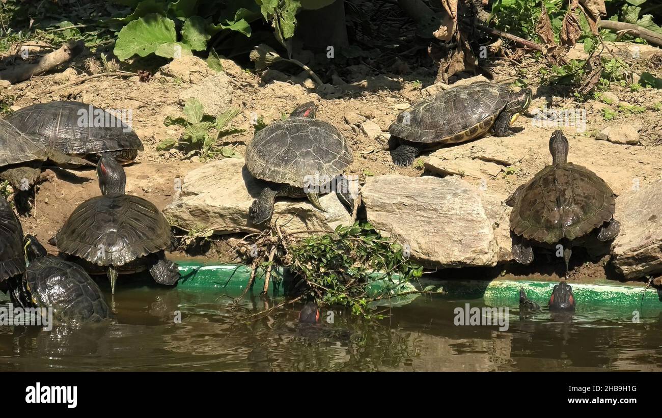 Tartarughe a cursore dalle orecchie rosse che si crogiolano in un pons, Trachemys scripta elegans della famiglia Emydidae. Adulti della tartaruga animale domestico comune negli Stati Uniti. Nativo a. Foto Stock