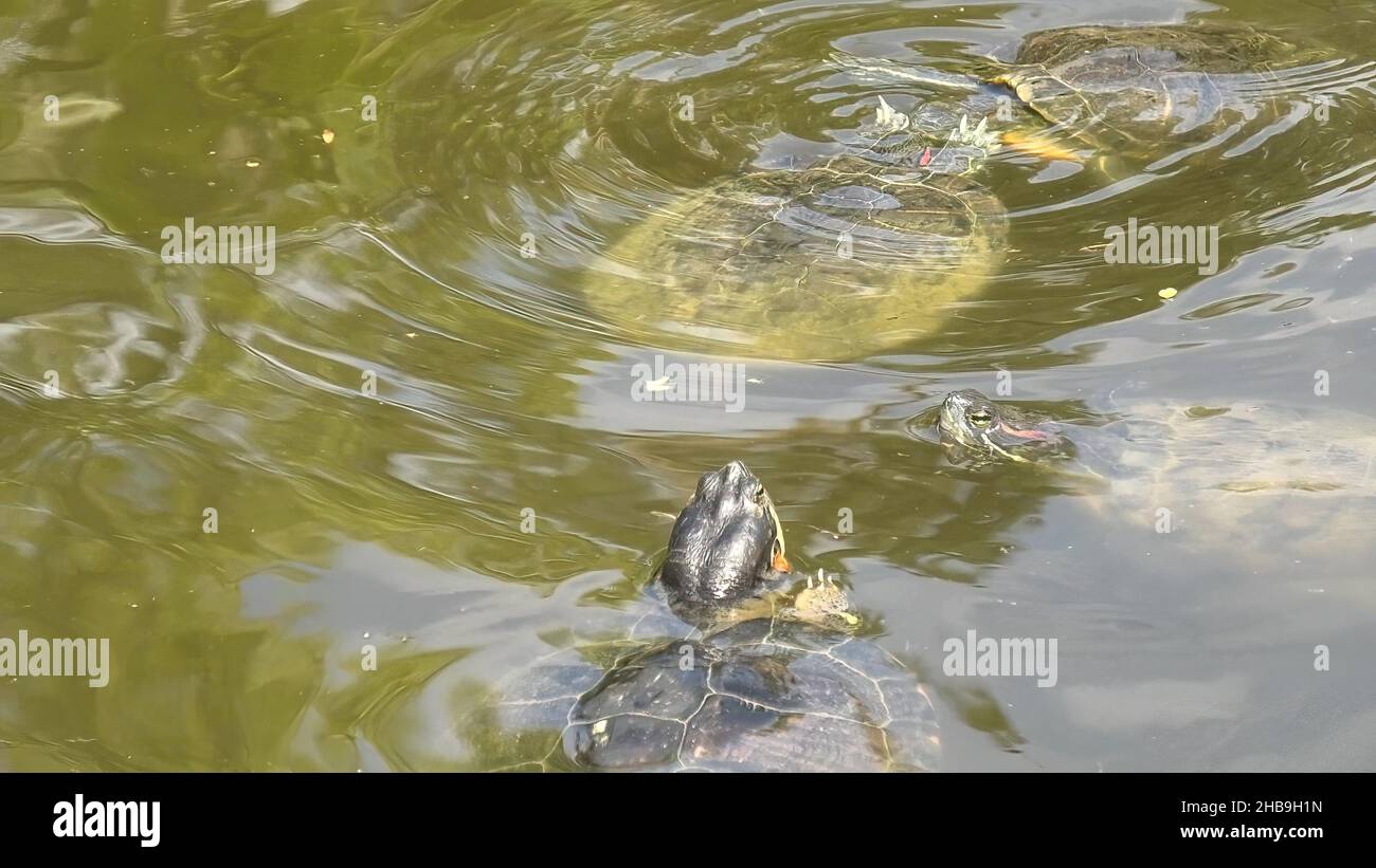 Nuoto tartaruga cursore dalle orecchie rosse in un laghetto, Trachemys scripta elegans della famiglia Emydidae. Adulti di tartaruga popolare animale domestico negli Stati Uniti. Nativo a. Foto Stock