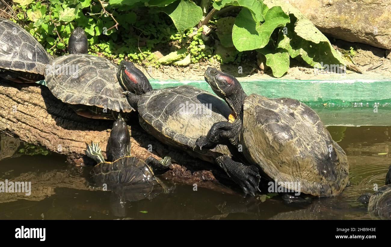 Tartarughe a cursore dalle orecchie rosse che si crogiolano in un lago, Trachemys scripta elegans della famiglia Emydidae. Adulti di tartaruga animale domestico comune negli Stati Uniti. Nativo a. Foto Stock