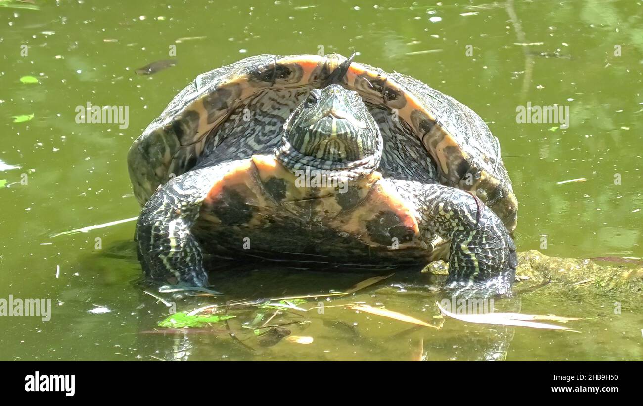 Tartaruga a cursore dalle orecchie rosse che nuota in un laghetto, Trachemys scripta elegans della famiglia Emydidae. Adulti di tartaruga popolare animale domestico negli Stati Uniti. Nativo a. Foto Stock