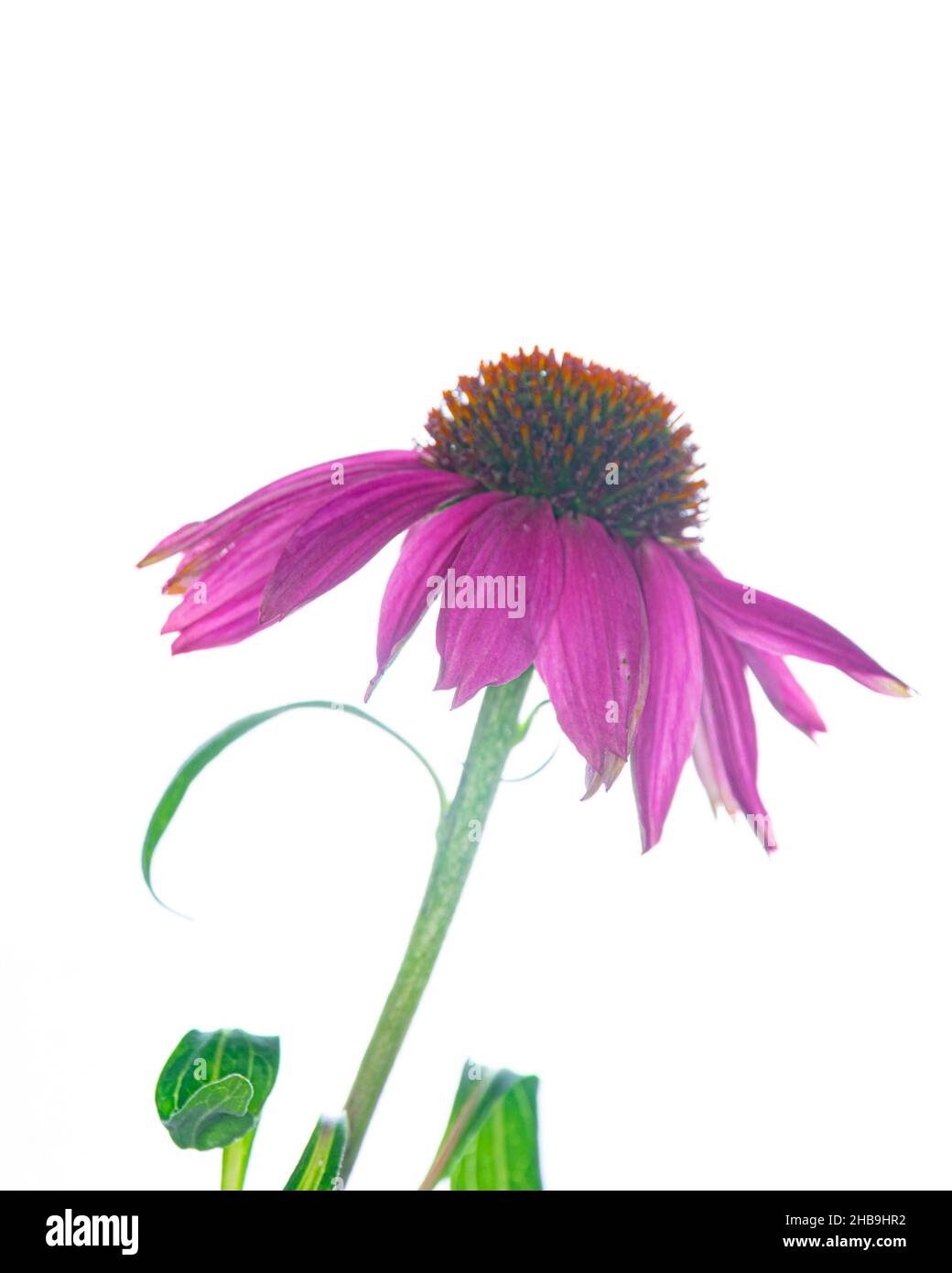 Foto chiave alta di viola coneflower (Echinacea) su sfondo bianco brillante Foto Stock