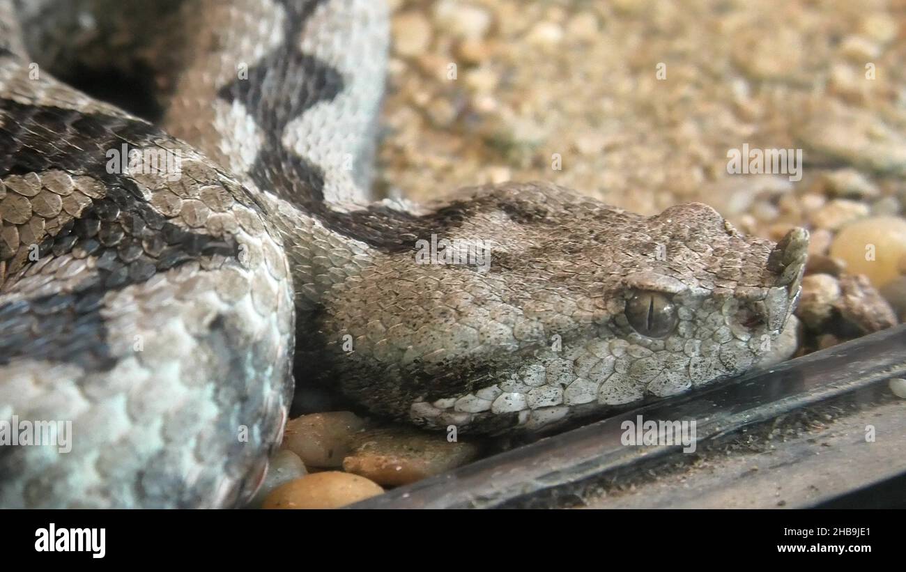 Viper cornuto o serpente viper dal naso lungo. Vipera ammodytes serpente in un terrarium naturale. Specie di ammodytes di Vipera dall'Europa, dai Balcani e dal Foto Stock