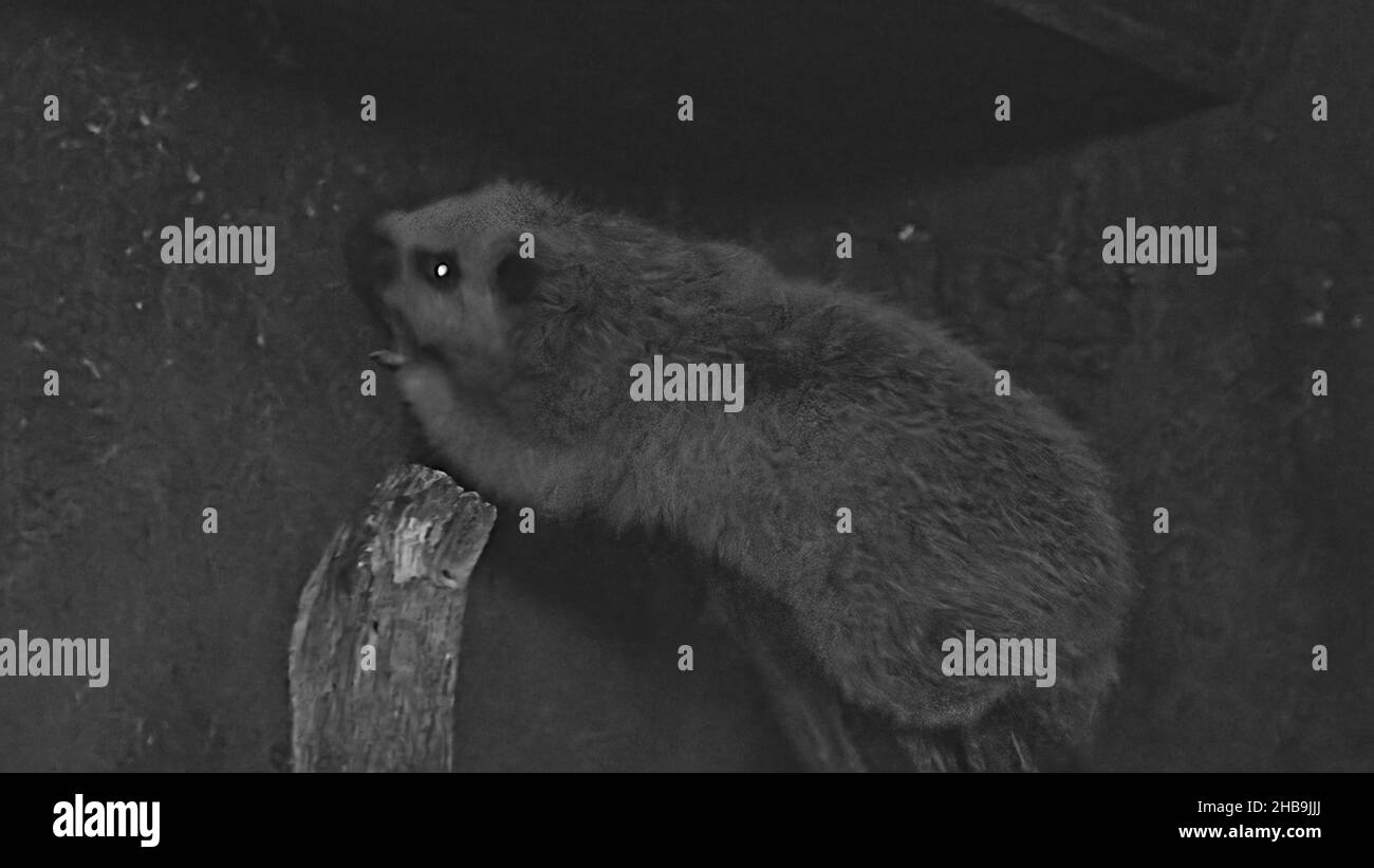 northern Luzon gigante nuvola ratto o bu-ot in lingua filippina. Phloeomys Pallidus specie endemica alle isole Filippine e Sierra Madre Range Foto Stock