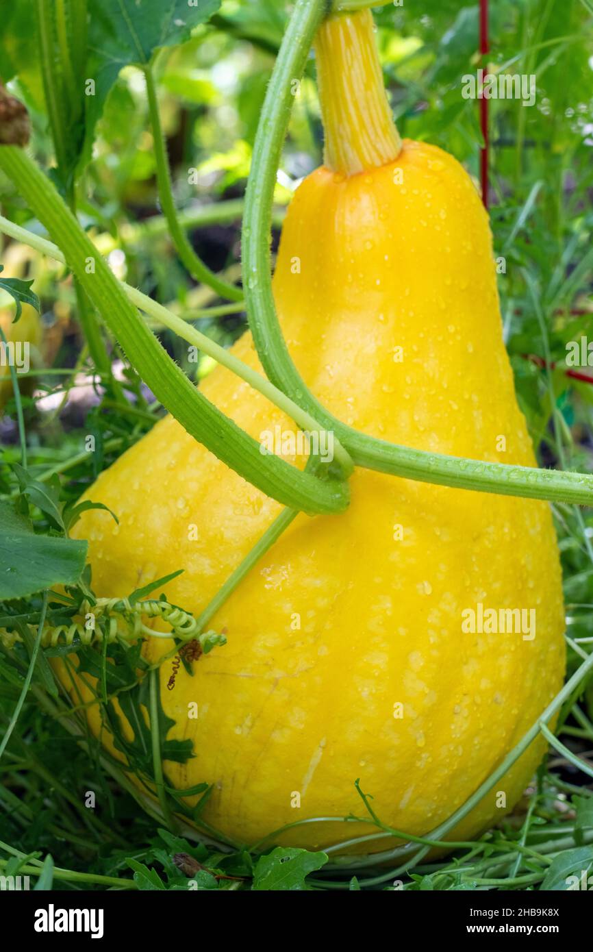 Issaquah, Washington, Stati Uniti. Zucca gialla estiva, coltivata ad un formato molto grande. Foto Stock