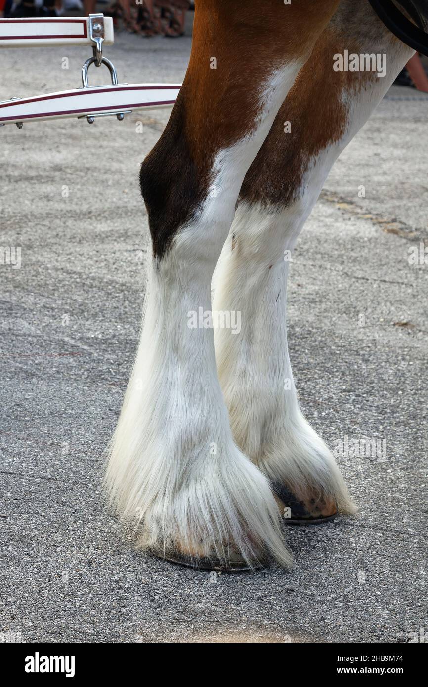 Clydesdale, 2 gambe più basse in primo piano, piume bianco, animale grande, cavallo di tiraggio, colore di baia, Equus ferus caballus, equino Foto Stock