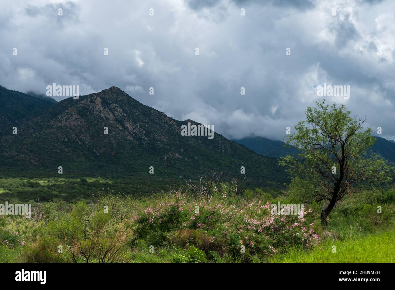 Fiori selvatici in Arizona durante la stagione estiva piovosa monsone Foto Stock