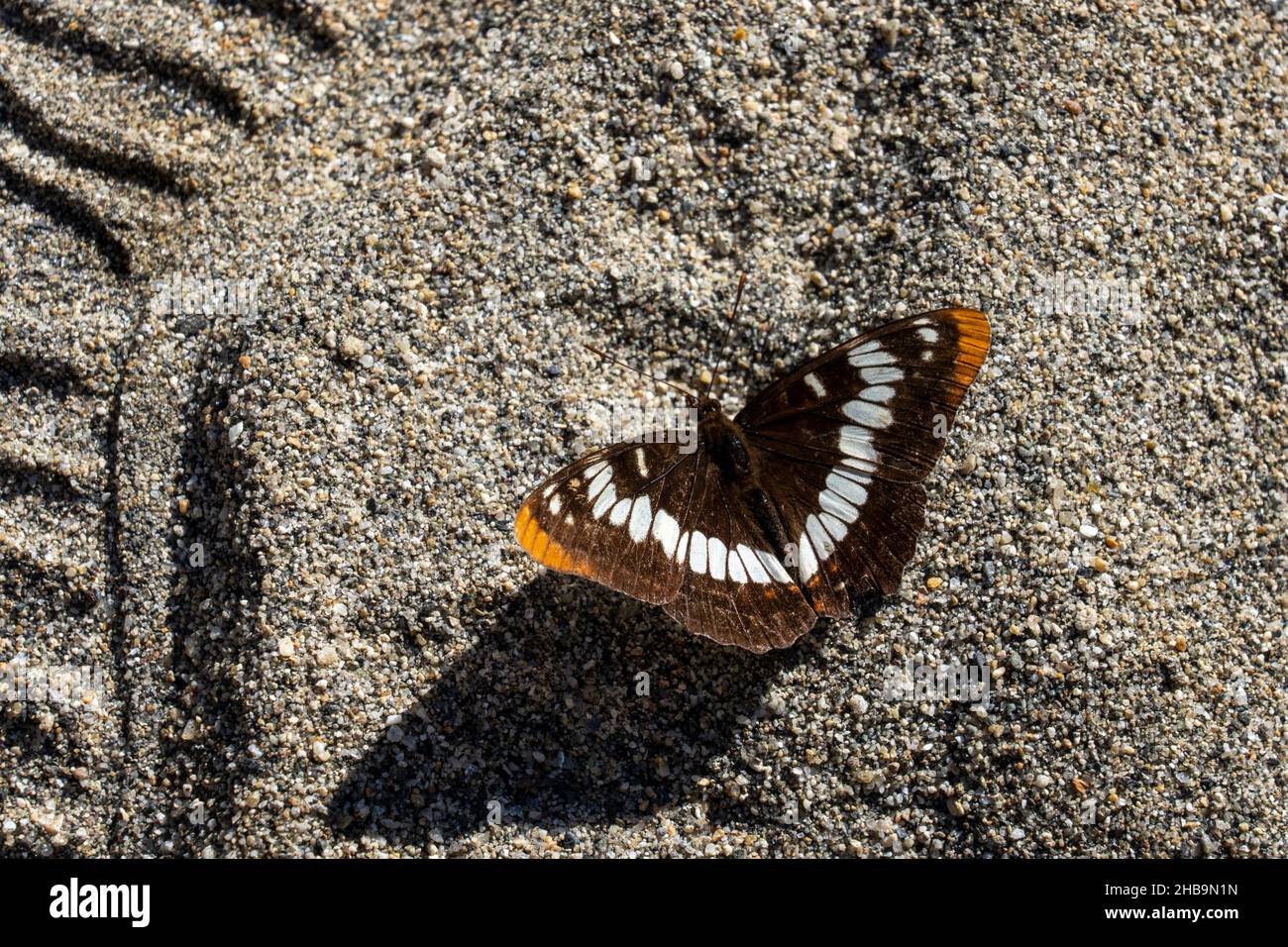 Leavenworth, Washington, Stati Uniti. Vista dorsale di una farfalla Ammiraglio di Lorquin (Limenitis lorquini) su una spiaggia sabbiosa accanto al fiume Wenatchee. Foto Stock