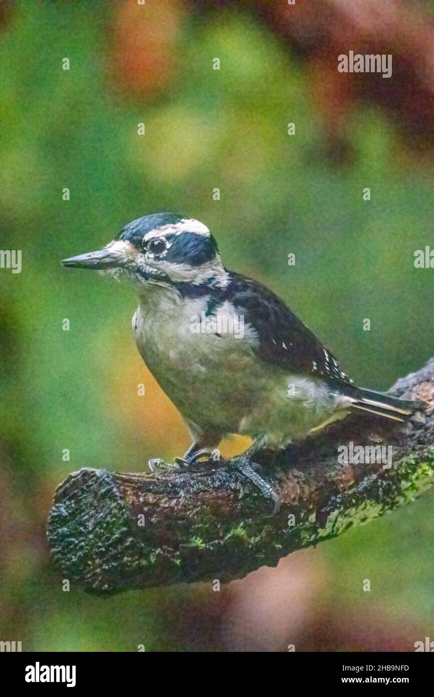 Issaquah, Washington, Stati Uniti. Femmina Downy Woodpecker arroccato su un ceppo Foto Stock