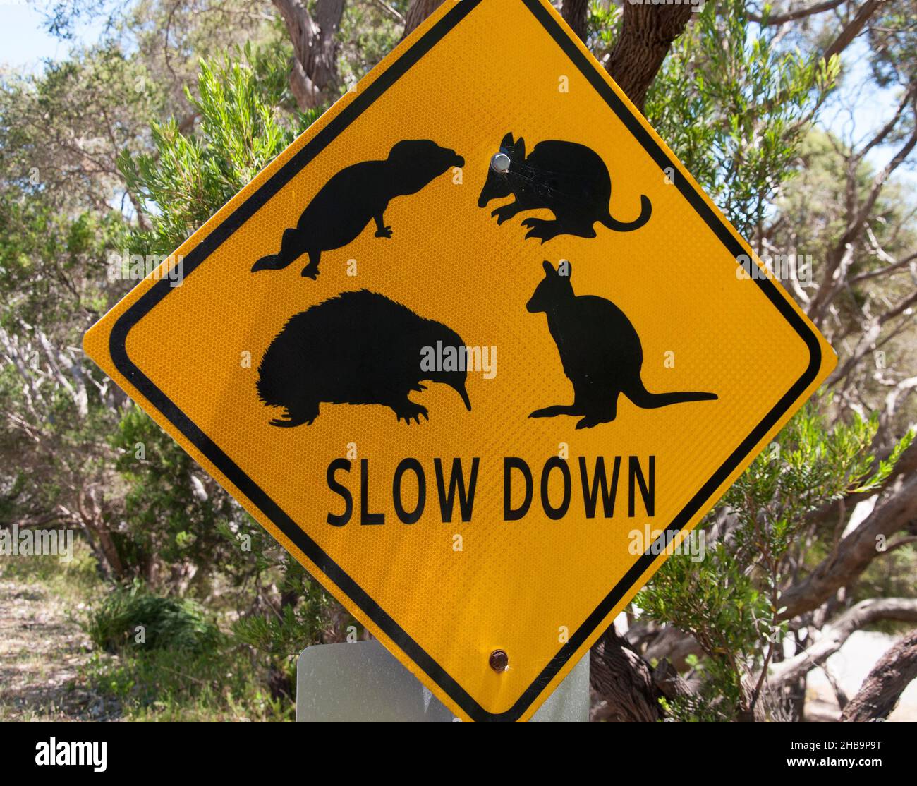Pericolo di fauna selvatica avvertimento per gli automobilisti che entrano Point Nepean National Park, Victoria, Australia Foto Stock