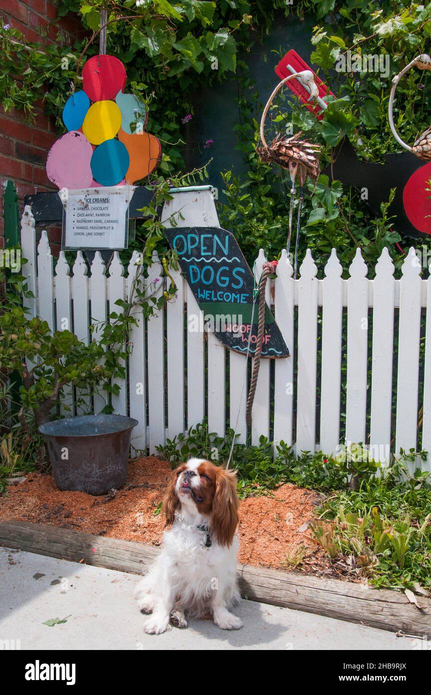 Cartello di benvenuto per cani all'Old Jetty Cafe di Tooradin sulla South Gippsland Highway, Victoria, Australia Foto Stock