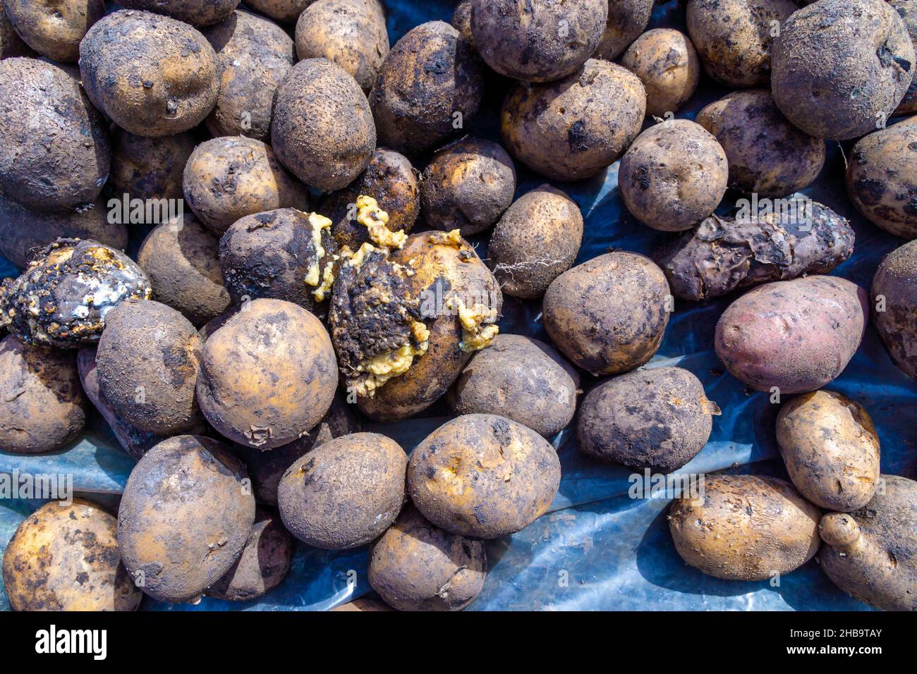 patate conservate durante l'inverno per la semina primaverile, fuoco selettivo Foto Stock