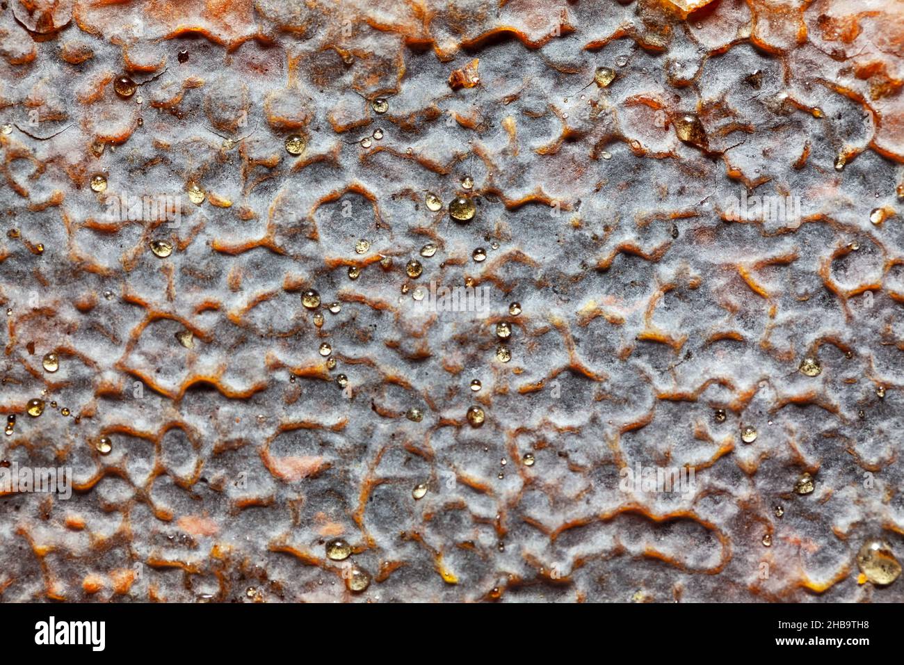 Gocce di miele sulla cera . Superficie di sfondo dolce Foto Stock
