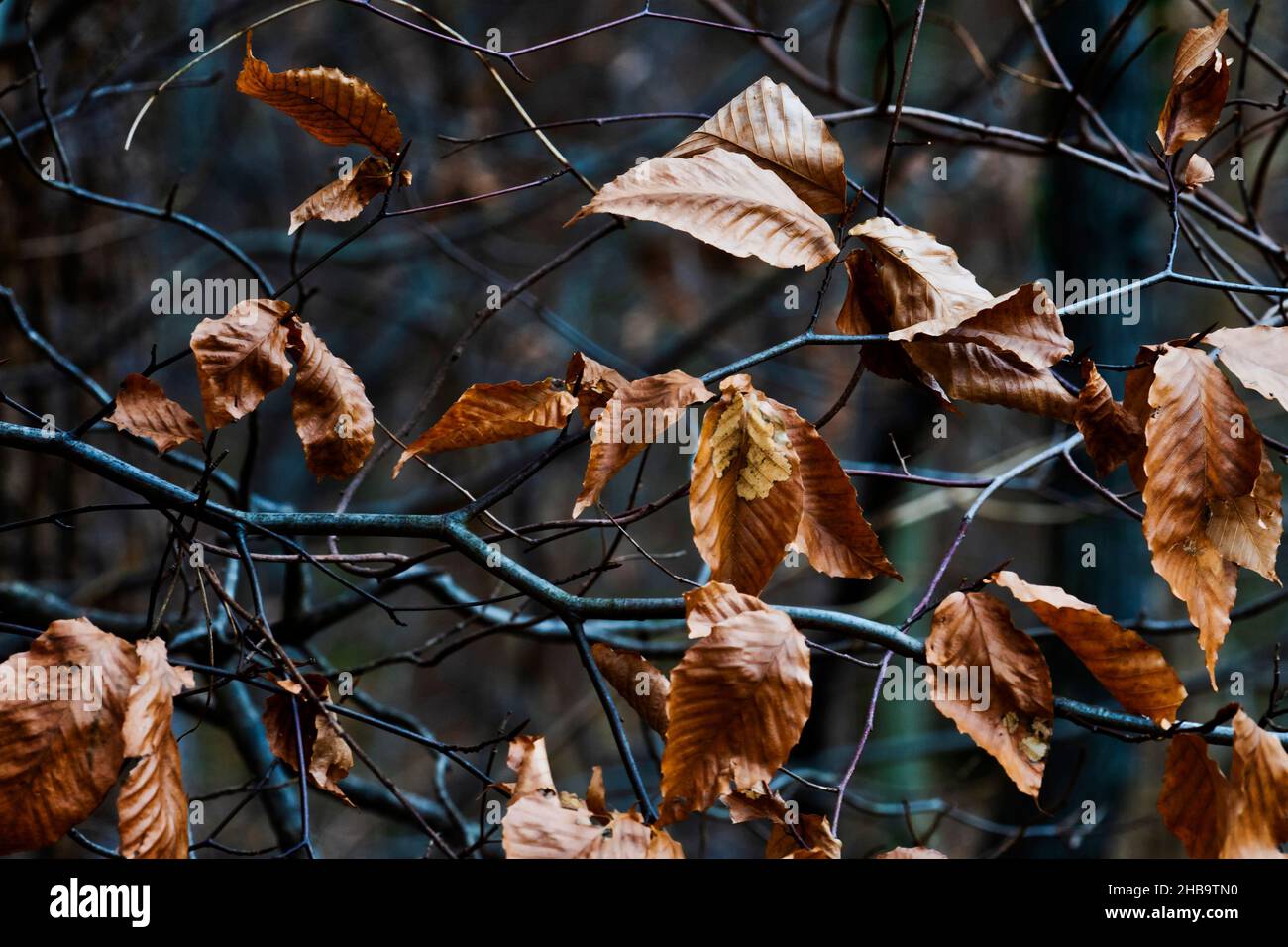 Asciugato fuori le foglie d'inverno in un parco nel mese di dicembre Foto Stock
