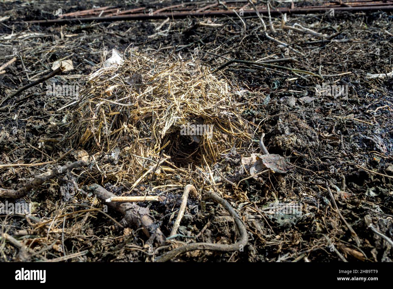 un nido di topo di erba secca al centro di un campo agricolo, fuoco selettivo Foto Stock