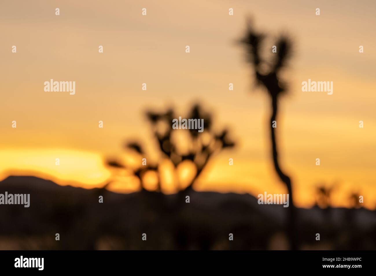 Silhouette di Joshua Tree fuori fuoco al tramonto con sfocatura intenzionale Foto Stock