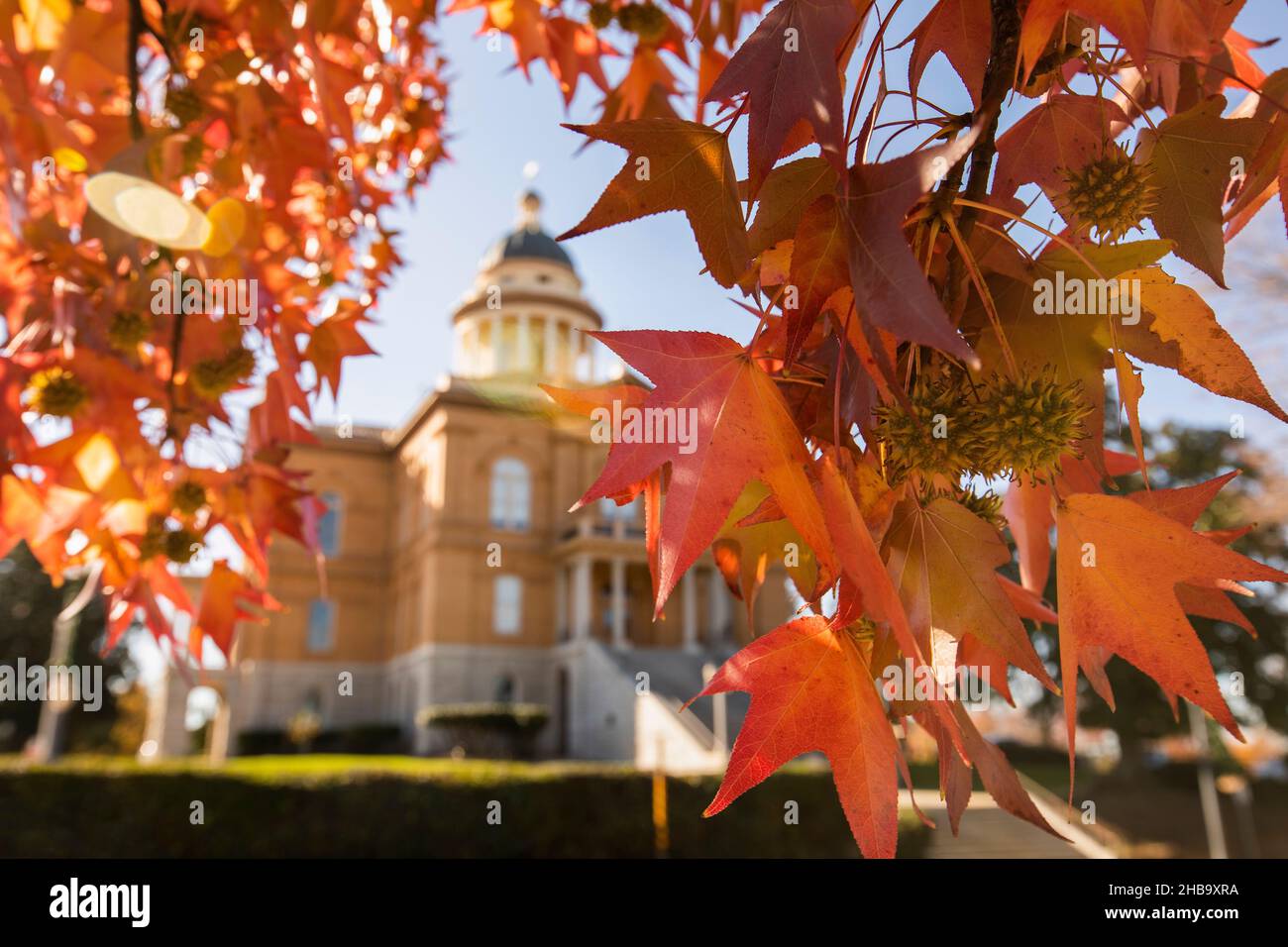 Vista selettiva delle foglie di ambra liquida che incorniciano lo storico tribunale di Auburn, California, USA. Foto Stock