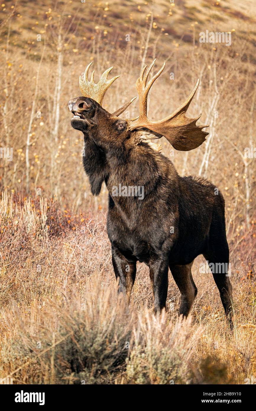 Bull Moose Flehmen Foto Stock