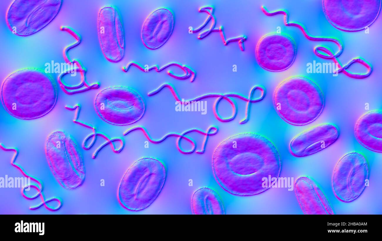 Illustrazione del calcolatore di Borrelia batteri nel sangue. Borrelia provoca febbre recidivante (la causa più comune è Borrelia recurrentis) e malattie di Lyme (Borrelia burgdorferi). Foto Stock
