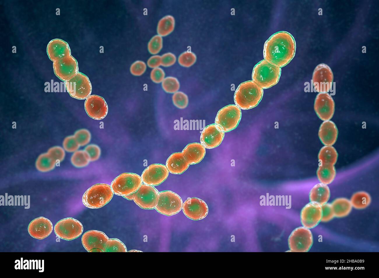 Batteri Leuconostoc, illustrazione del computer. Si tratta di batteri gram-positivi, coccoidi, chemoorganoeterotrofici, facultativamente anaerobici (procarioti Foto Stock