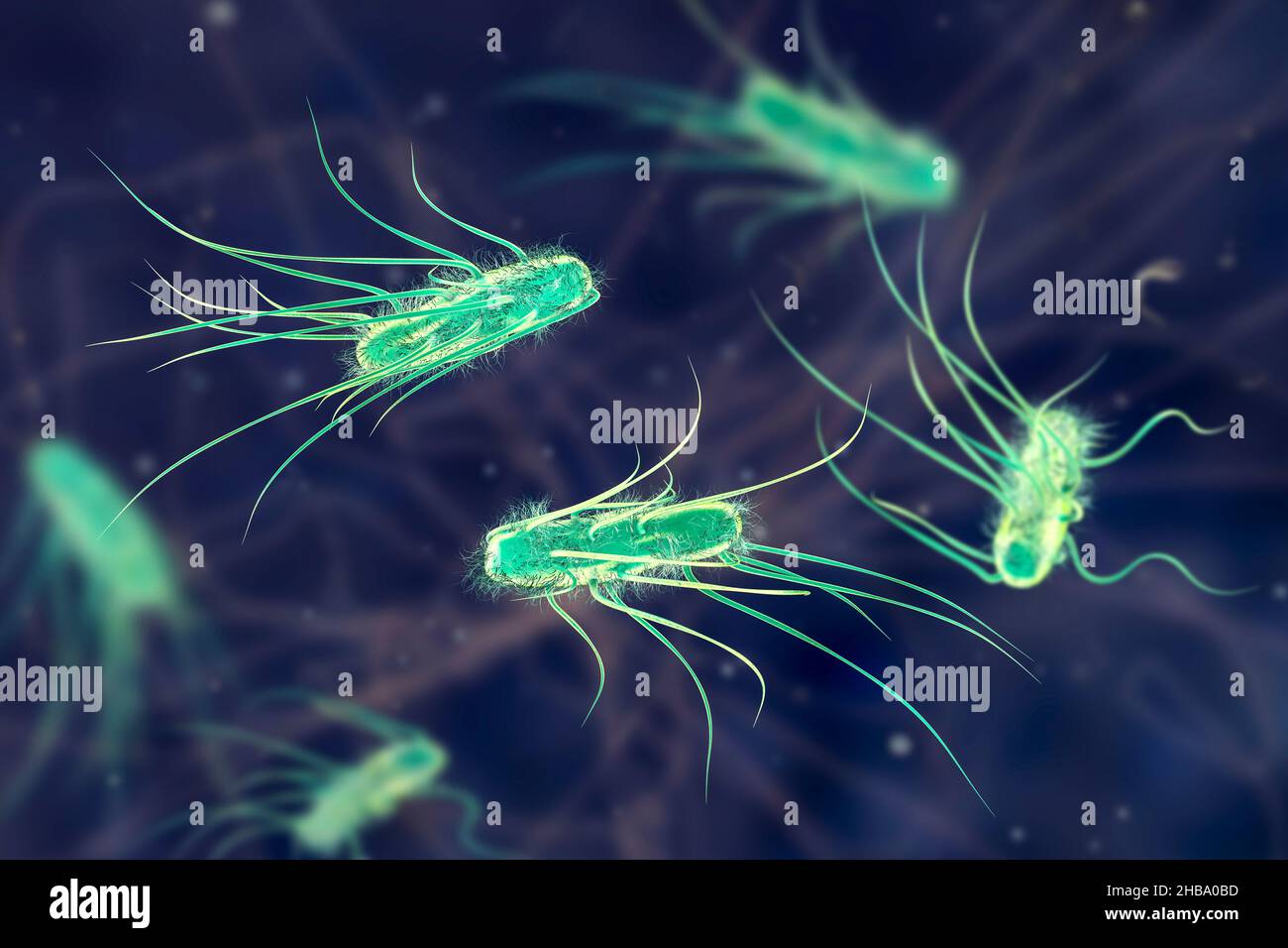 Escherichia coli batteri, illustrazione del computer. E. coli è un batterio  a forma di barra (bacillus). La sua membrana cellulare è ricoperta da  filamenti fini chiamati pili o fimbriae. Le strutture simili